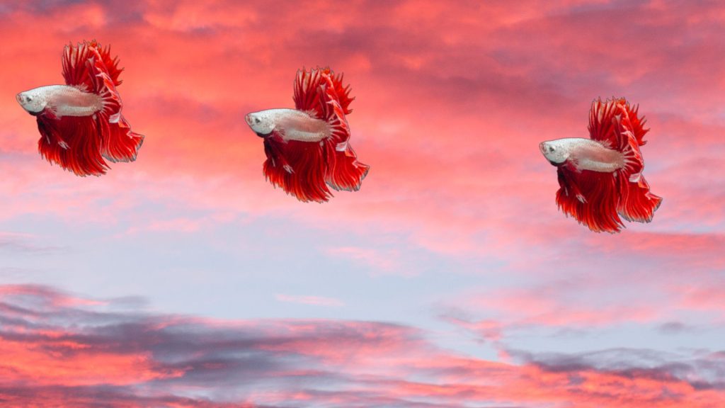 digital artwork of 3 red beta fishes floating in a sunset sky